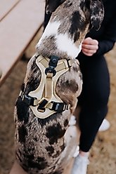HOOZA Quick Clip Control Dog Harness, Almond, Medium: 20 to 27-in chest slide 2 of 2