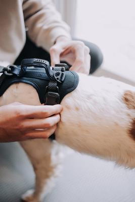 Show full view: HOOZA Quick Clip Control Dog Harness, Blue, Medium: 20 to 27-in chest slide 4 of 6