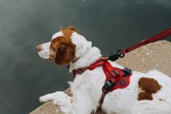 HOOZA Quick Clip Control Dog Harness, Red, Medium: 20 to 27-in chest slide 2 of 3