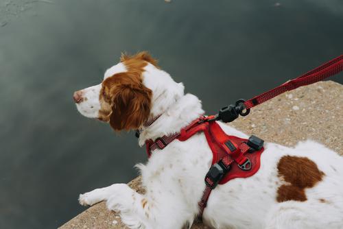 Show full view: HOOZA Quick Clip Dog Leash, Red, Medium: 6-ft long, 1-in wide slide 3 of 5