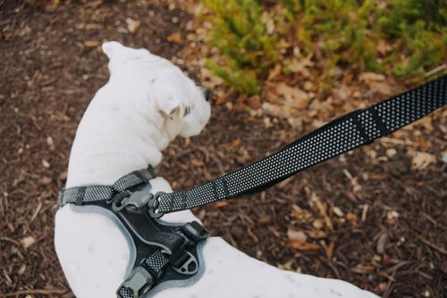 Show full view: HOOZA Quick Clip Control Dog Harness, Black, Large: 37 to 36-in chest slide 2 of 4