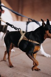 HOOZA Quick Clip One Click Dog Harness, Almond, Small: 15 to 20-in chest slide 2 of 3