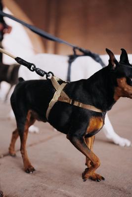 Show full view: HOOZA Quick Clip One Click Dog Harness, Almond, Small: 15 to 20-in chest slide 3 of 5