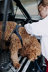 HOOZA Quick Clip One Click Dog Harness, Blue, Large: 37 to 36-in chest slide 2 of 2