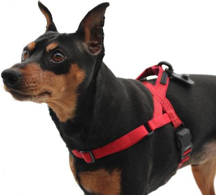 Show full view: HOOZA Quick Clip One Click Dog Harness, Red, Small: 15 to 20-in chest slide 2 of 4