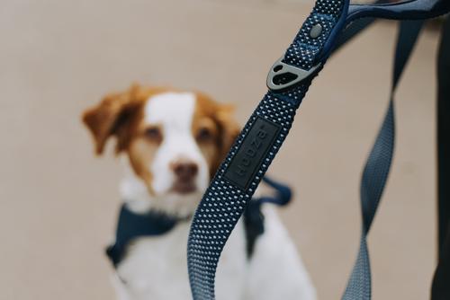 Show full view: HOOZA Quick Clip Dog Leash, Blue, Medium: 6-ft long, 1-in wide slide 3 of 5