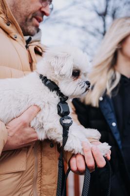 Show full view: HOOZA Quick Clip Dog Collar, Black, Small: 9 to 14-in neck, 5/8-in wide slide 2 of 4