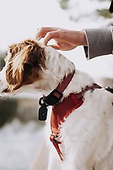 HOOZA Quick Clip Dog Collar, Red, Medium: 14 to 20-in neck, 3/4-in wide slide 2 of 2