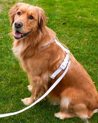 Show full view: Sunny Tails Cloud Lite Waterproof Dog Harness, Lavender Haze, Medium, No-pull, lightweight, waterproof dog harness slide 4 of 8