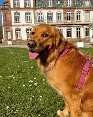 Show full view: Sunny Tails Cloud Lite Waterproof Dog Harness, Mulberry Burgundy, Medium: 20 to 29-in chest slide 2 of 8