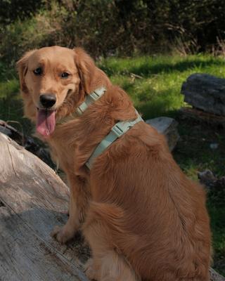 Show full view: Sunny Tails Cloud Lite Waterproof Dog Harness, Pistachio Green, Small: 15 to 21-in chest slide 6 of 9