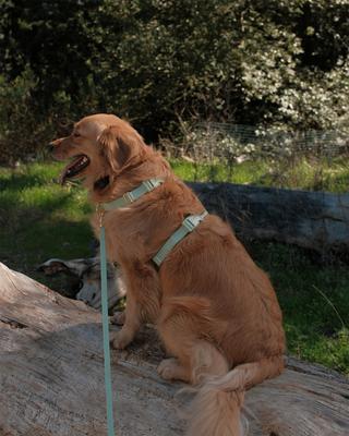 Show full view: Sunny Tails Cloud Lite Waterproof Dog Harness, Pistachio Green, X-Small: 12 to 16-in chest slide 5 of 8