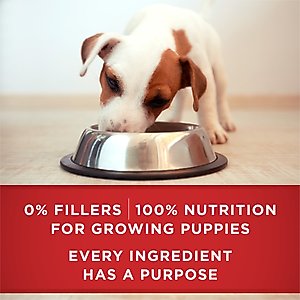 Purina ONE +Plus Classic Ground Healthy Puppy Lamb & Long Grain Rice Entree Canned Dog Food, 13-oz, case of 12