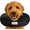 Show in main carousel: COMFURT COLLAR Stuffed Not Inflatable Dog & Cat Recovery Collar, Black, X-Large slide 1 of 9