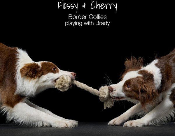 Pet Passion Christmas Brady Braided Rope Dog Tug Toy, 3 count