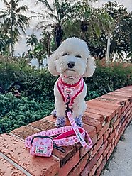 Sassy Woof Western Barbie Adjustable Dog Harness, XX-Large: 25 to 37-in chest slide 2 of 7