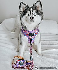 Sassy Woof Willy Wonka & The Chocolate Factory Dog Waste Bag Holder slide 2 of 6