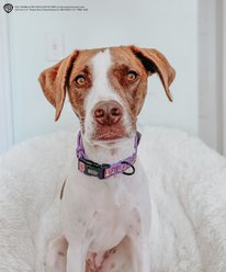 Sassy Woof Willy Wonka & The Chocolate Factory Dog Collar, Large: 26-in neck, 1-in wide slide 2 of 7