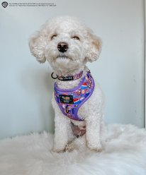 Sassy Woof Willy Wonka & The Chocolate Factory Dog Collar, Medium: 19.7-in neck, 3/4-in wide slide 2 of 7