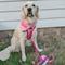 Show in main carousel: Sassy Woof Mean Girls Adjustable Dog Harness, X-Large: 24 to 35-in chest slide 8 of 8