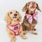 Show in main carousel: Sassy Woof Mean Girls Adjustable Dog Harness, X-Large: 24 to 35-in chest slide 7 of 8