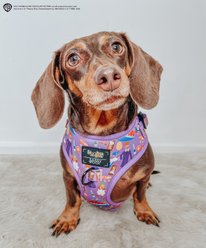 Sassy Woof Willy Wonka & The Chocolate Factory Adjustable Dog Harness, Small: 16 t0 21-in chest slide 2 of 7