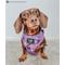 Show in main carousel: Sassy Woof Willy Wonka & The Chocolate Factory Adjustable Dog Harness, XX-Large: 25 to 37-in chest slide 6 of 7