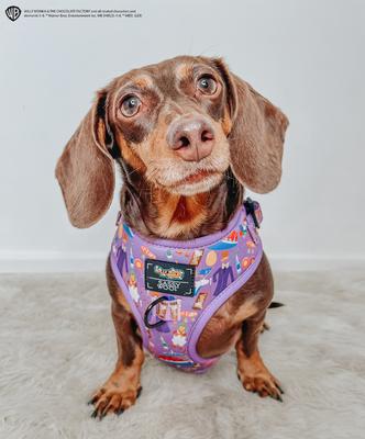 Show full view: Sassy Woof Willy Wonka & The Chocolate Factory Adjustable Dog Harness, XX-Large: 25 to 37-in chest slide 6 of 7