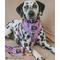 Show in main carousel: Sassy Woof Willy Wonka & The Chocolate Factory Adjustable Dog Harness, XX-Large: 25 to 37-in chest slide 7 of 7