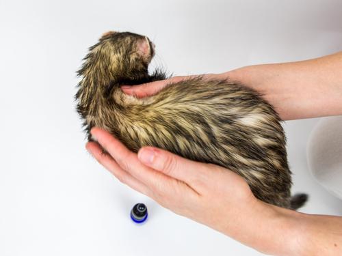 Show full view: The Pampered Ferret Coat Oil Supplement for Ferrets, 50-ml bottle slide 7 of 9