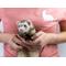 Show in main carousel: The Pampered Ferret Soothing Paw Balm for Ferrets, 0.5-oz tube slide 5 of 6