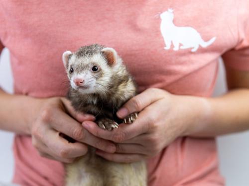 Show full view: The Pampered Ferret Soothing Paw Balm for Ferrets, 0.5-oz tube slide 5 of 6