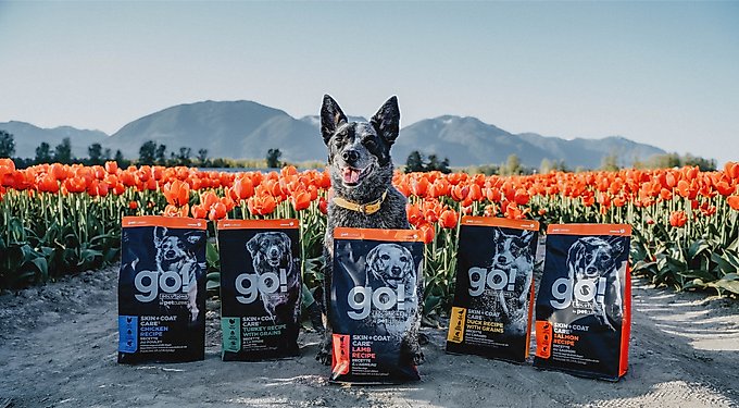 Go! Solutions Skin + Coat Care Chicken Recipe Dry Dog Food