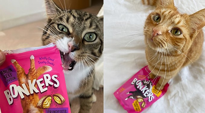 Bonkers Cat Pillows Catnip, Chick 'N & Cheddar Flavored Crunchy Cat Treats
