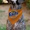 Show in main carousel: Buckle-Down Fanta Orange Round Logo Slide-On Dog Bandana, Orange slide 4 of 6
