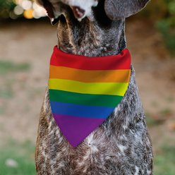 Buckle-Down Pride Rainbow Flag Slide-On Dog Bandana slide 2 of 7