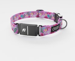 Stunt Puppy Frolic Series 3 & 3+ Fi-Ready Polyester Dog Collar, Summer, X-Large: 19.5 to 30-in neck, 1-inch wide