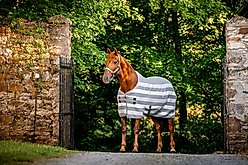 Horseware Ireland Horseware Newmarket Fleece Horse Cooler, Witney Charcoal, 78 inches