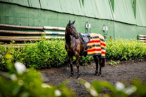 Show full view: Horseware Ireland Horseware Newmarket Fleece Horse Cooler, Witney Gold, 78 inches slide 2 of 3