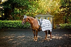 Horseware Ireland Horseware Newmarket Fleece Horse Cooler, Witney Charcoal, 81 inches slide 2 of 2