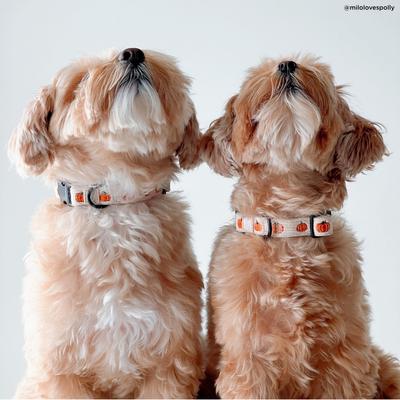 Show full view: Lucy & Co. Oh My Gourd Polyester Dog Collar, Small: 8 to 14-in neck, 1/2-in wide slide 2 of 5