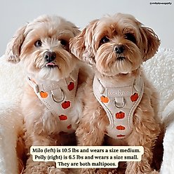 Lucy & Co. Oh My Gourd No-Pull Dog Harness, X-Small: 12 to 15-in chest slide 2 of 5