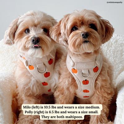 Show full view: Lucy & Co. Oh My Gourd No-Pull Dog Harness, Medium: 17 to 23-in chest slide 2 of 6