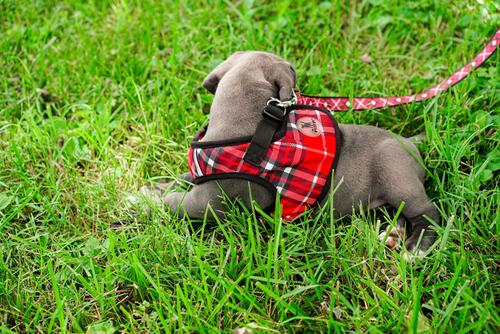 Show full view: The Worthy Dog Plaid Sidekick Dog Harness, Red, Small: 15 to 18-in chest slide 6 of 7