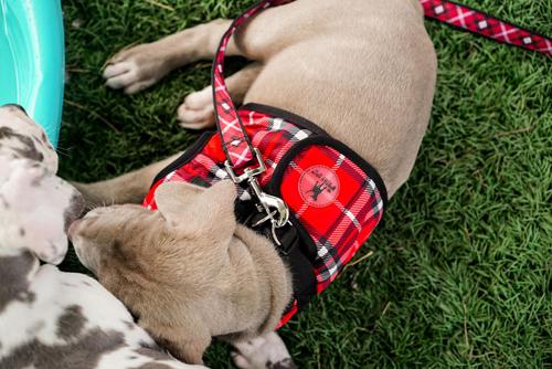 Show full view: The Worthy Dog Plaid Sidekick Dog Harness, Red, Small: 15 to 18-in chest slide 7 of 7
