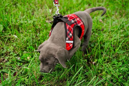 Show full view: The Worthy Dog Plaid Sidekick Dog Harness, Red, Small: 15 to 18-in chest slide 4 of 7