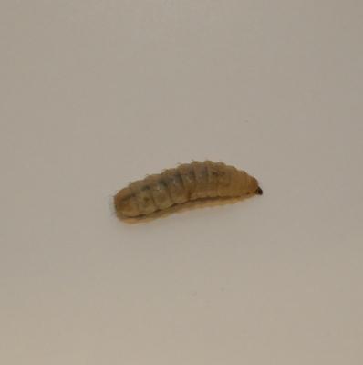 Show full view: BugCo Black Soldier Fly Larvae Reptile Food, 25 count slide 2 of 2