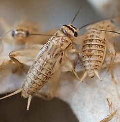 BugCo Live Crickets Reptile Food, Large: 3/4-in, 1000 count