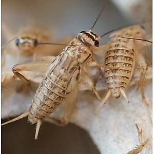 BugCo Live Crickets Reptile Food, Large: 3/4-in, 500 count
