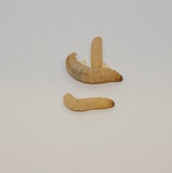 BugCo Live Waxworms Reptile Food, 50 count